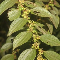 Ziziphus oenopolia (L.) Mill.